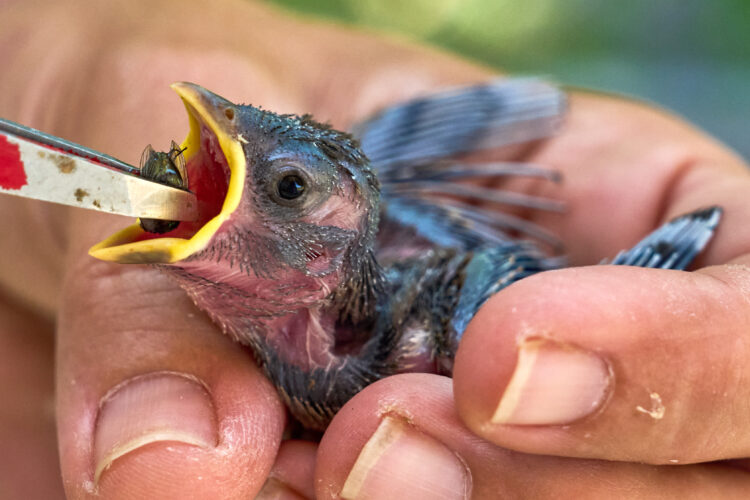 People aren’t the only ones hit by heat. What to do  if you see wildlife affected by hot temperatures